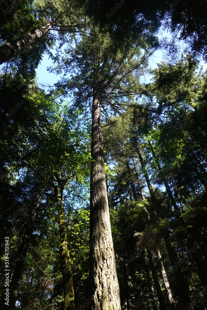 Fototapeta premium Grand Forest - Bainbridge Island - WA