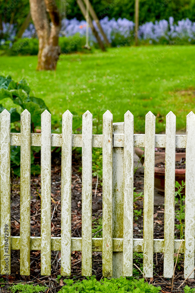White picket fence and green grass in a home garden or park. Closeup of wooden gate post covered in moss in a lush arboretum with a lawn and plants. Enclosure used for privacy and outdoor landscaping White picket fence and green grass in a home garden or park. Closeup of wooden gate post covered in moss in a lush arboretum with a lawn and plants. Enclosure used for privacy and outdoor landscaping