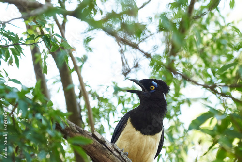 Plush-crested jay, cyanocorax chrysops, Argentinean bird perched on a branch in El Palmar National Park, Entre Rios, Argentina. photo