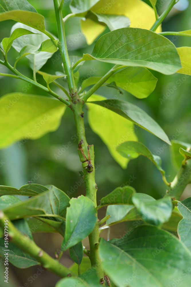 Grafting in a young avocado plant in old tree. Grafting in a young avocado plant in old tree.