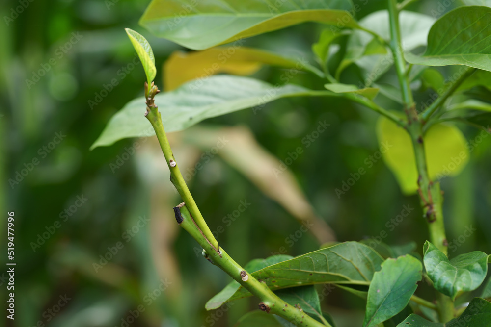 Grafting in a young avocado plant in old tree. Grafting in a young avocado plant in old tree.