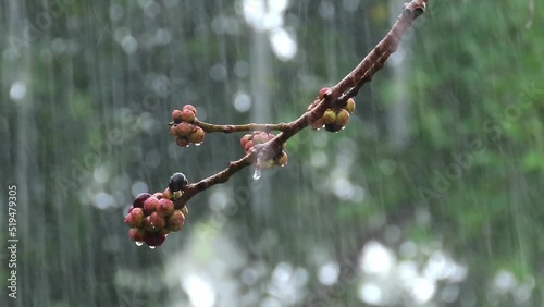 Tree Branch With Raining Drops. Dew drops on tree branches in the morning in early spring photo