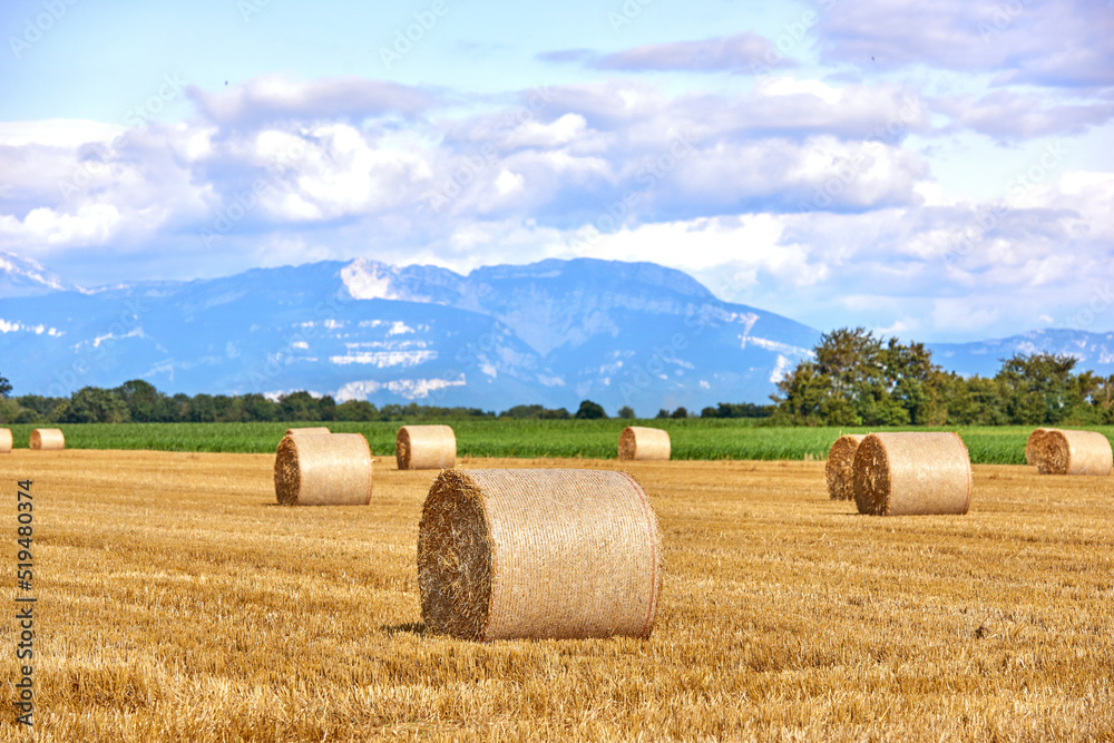 Beautiful wheat, hay and straw farm field in summer on the countryside, farmland with a mountain, trees and cloudy blue sky background. Landscape of round haystacks after farming with copy space