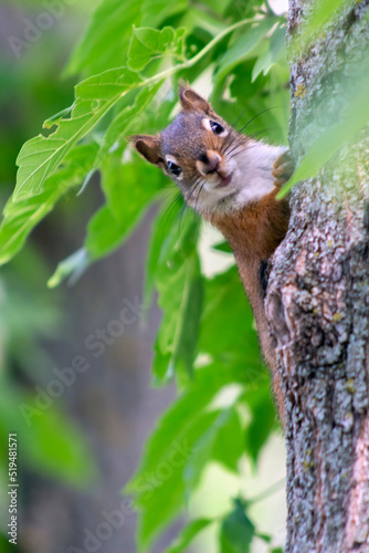 squirrel on a tree © Mark