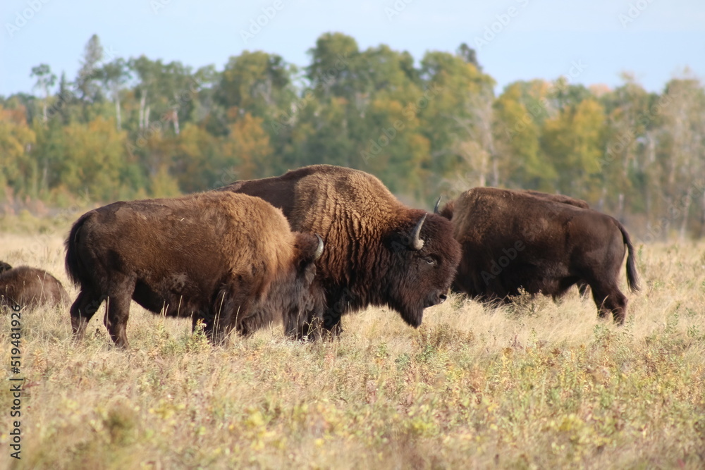 bison in the field