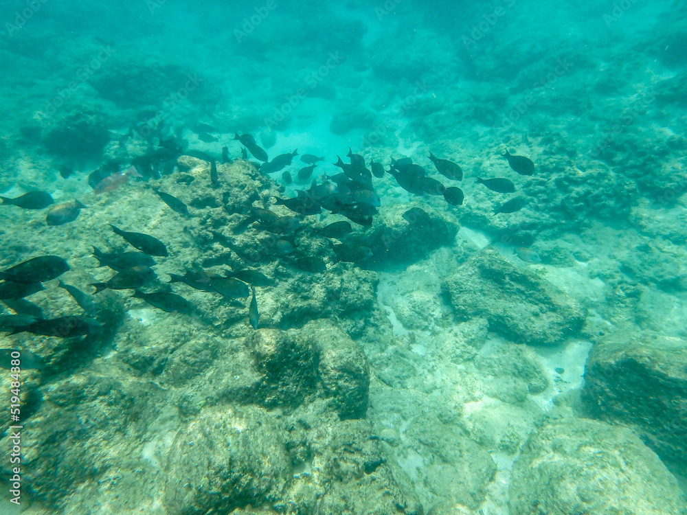 Fototapeta premium sharks cove snorkeling in oahu hawaii north shore