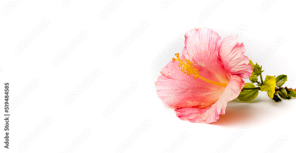 Hibiscus rosa sinensis flower on white background Hibiscus rosa sinensis flower on white background