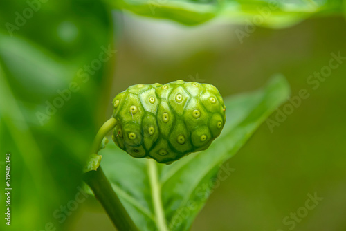 The stamens are green in color that is different from the sepals that are white.