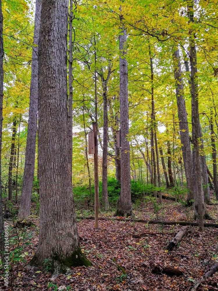 Green and Yellow Leaf Autumn Forest Park Trees