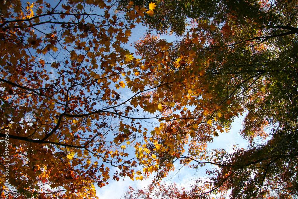 Blue sky, sun shine and autumn leaves in Karuizawa taken in the woods. 軽井沢、森の先に栄える紅葉の風景