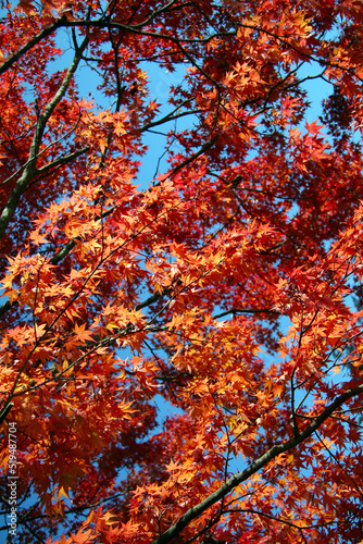 Autumn leaves in Karuizawa taken in the woods. © SAIGLOBALNT