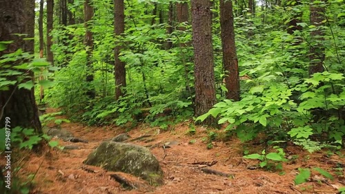 Forest Walk POV Alternate 30sec photo