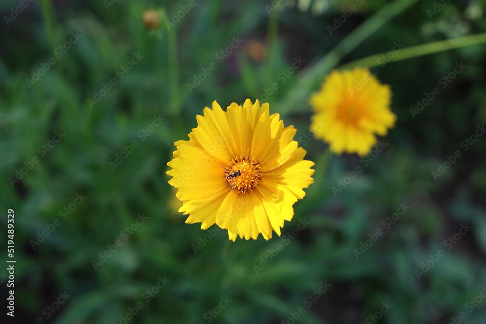 Summer Flowers Summer Flowers