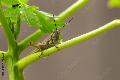 grasshopper on the plant stem eating the leaf