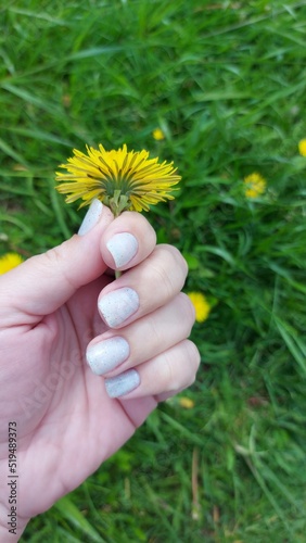 dandelion in hands