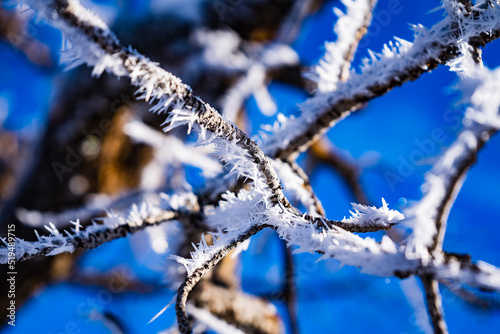 Frost on Branches