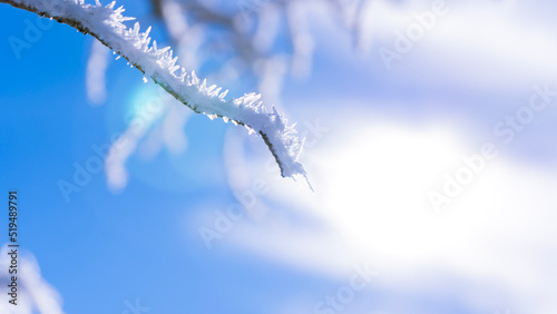 Frosted Tree branches