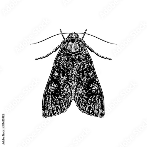 Cabbage Moth hand drawing vector illustration isolated on background