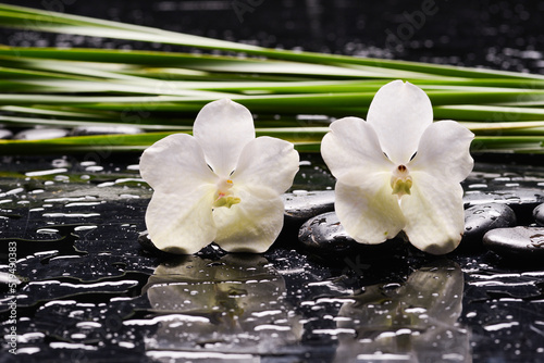 Still life of with  White orchid  candle and zen black stones and green plant on wet background  