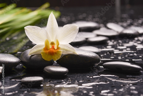 Still life of with White orchid and zen black stones and green palm on wet background 