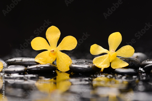 Still life of with  Two yellow orchid and zen black stones on wet background 