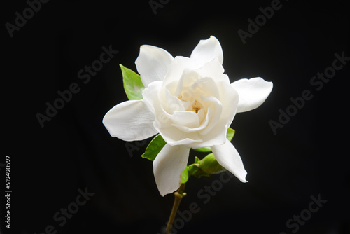 Closeup white gardenia with leaf on black  background