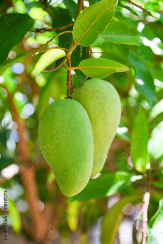 Mango hanging on the mango tree with leaf background in summer fruit garden orchard  young raw green mango fruit