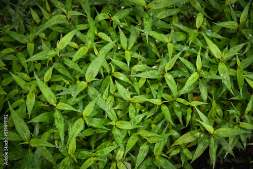 Nature green leaf background, tree grows vietnamese coriander herb and vegetable, vietnamese mint in the garden
