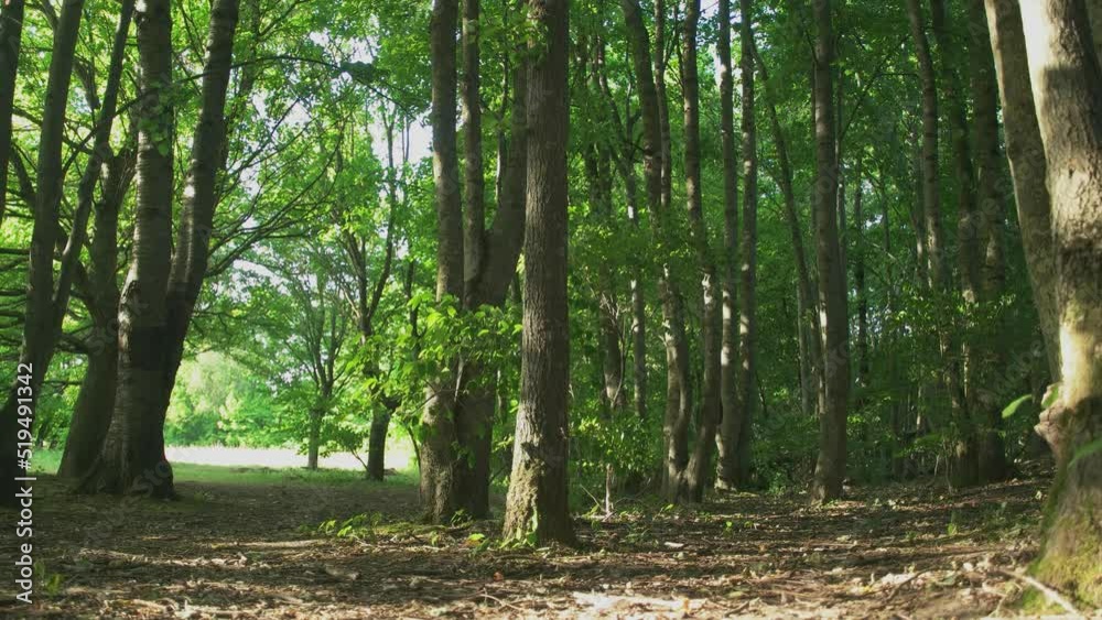 Green Tall Trees In The Forest Nature Green Tall Trees In The Forest Nature