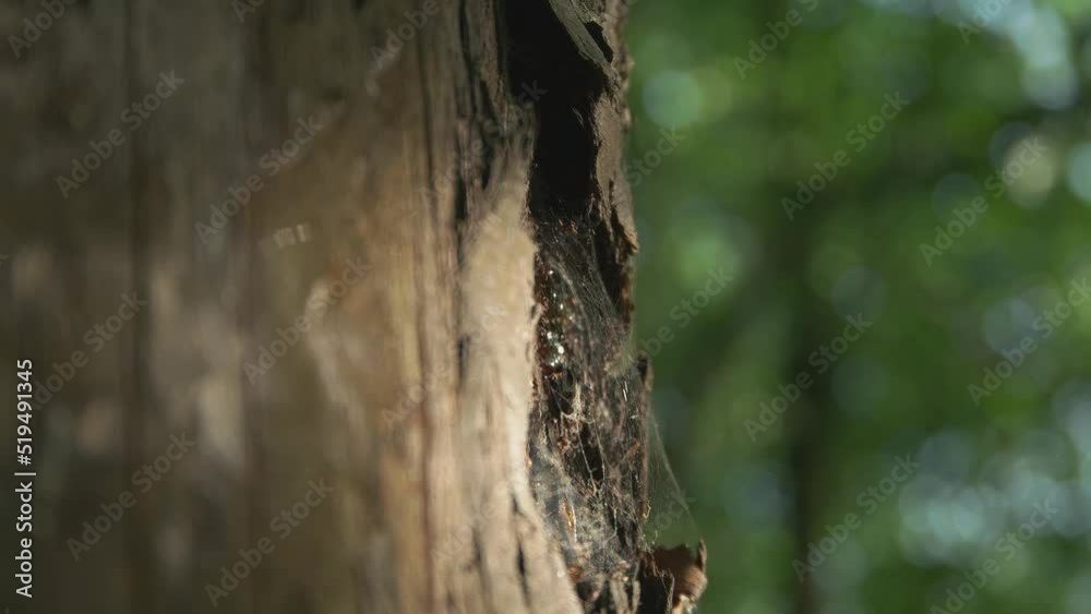 Big Bee Tree House in the forest. focused bokeh. Big Bee Tree House in the forest. focused bokeh.