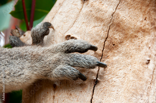 Canvas Print Koala Paw on a Tree