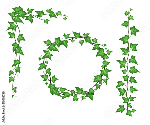 Ivy corner isolated on white background, climbing vine with green leaves. Vector cartoon creeper, round wreath
