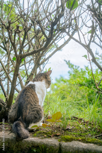 王子か岳の猫Ⅳ