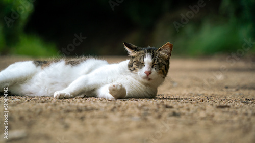 王子か岳の猫Ⅱ