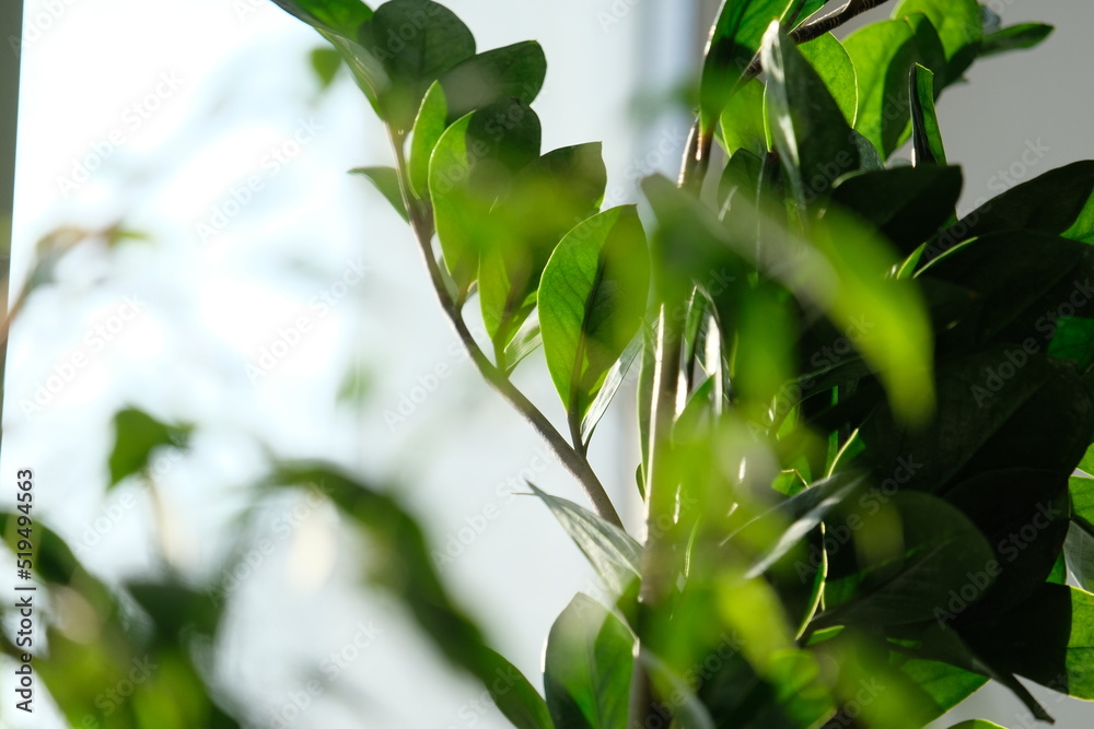 Fototapeta premium Almaty, Kazakhstan - 01.10.2019 : Growing ornamental plants of different textures at home.