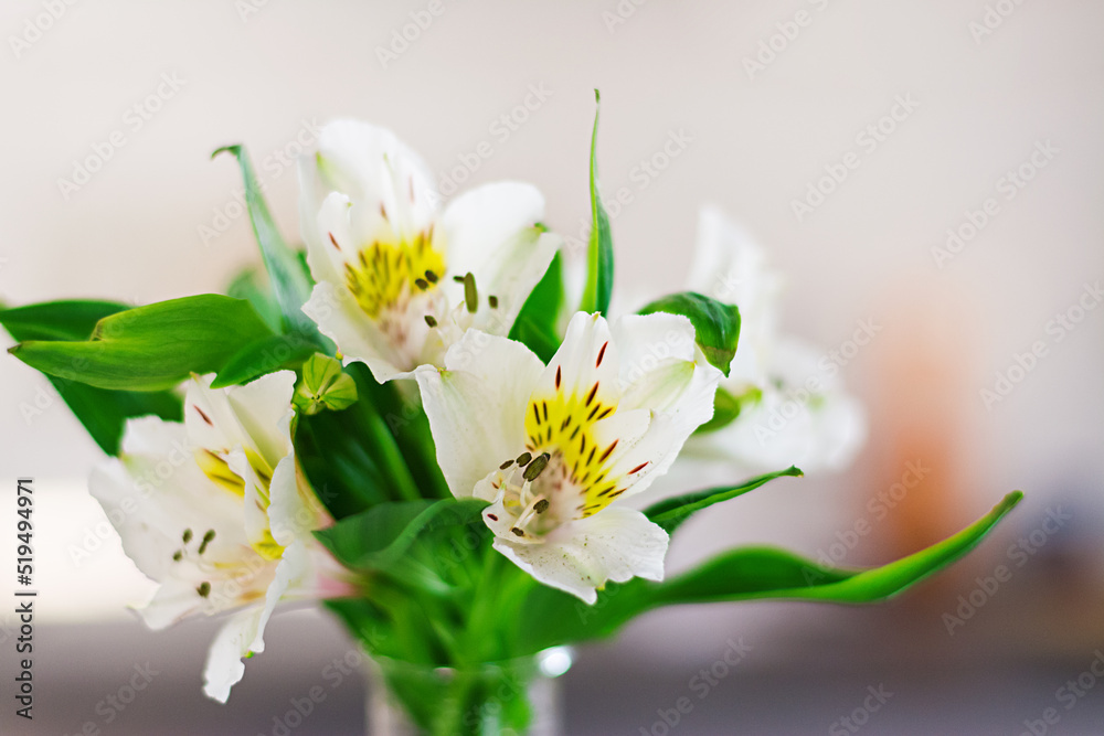 Beautiful spring flowers in a vases on light background Beautiful spring flowers in a vases on light background