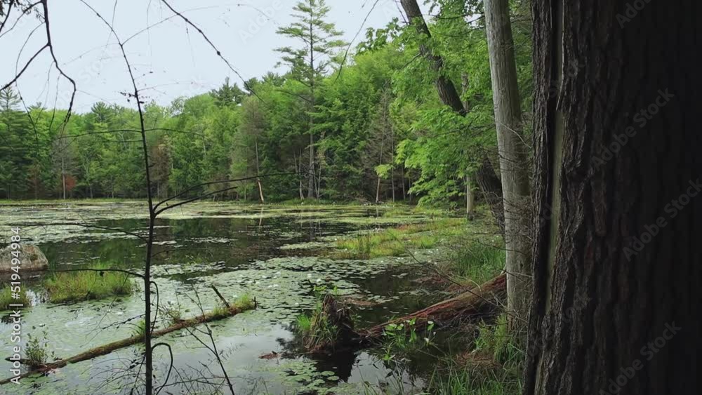 Forest Lake Pond Marsh Dolly to Tree Right Side 15sec Forest Lake Pond Marsh Dolly to Tree Right Side 15sec