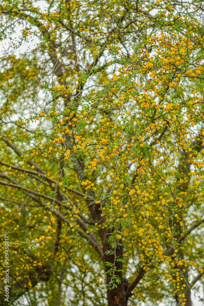 Tree with flowers / árbol con flores