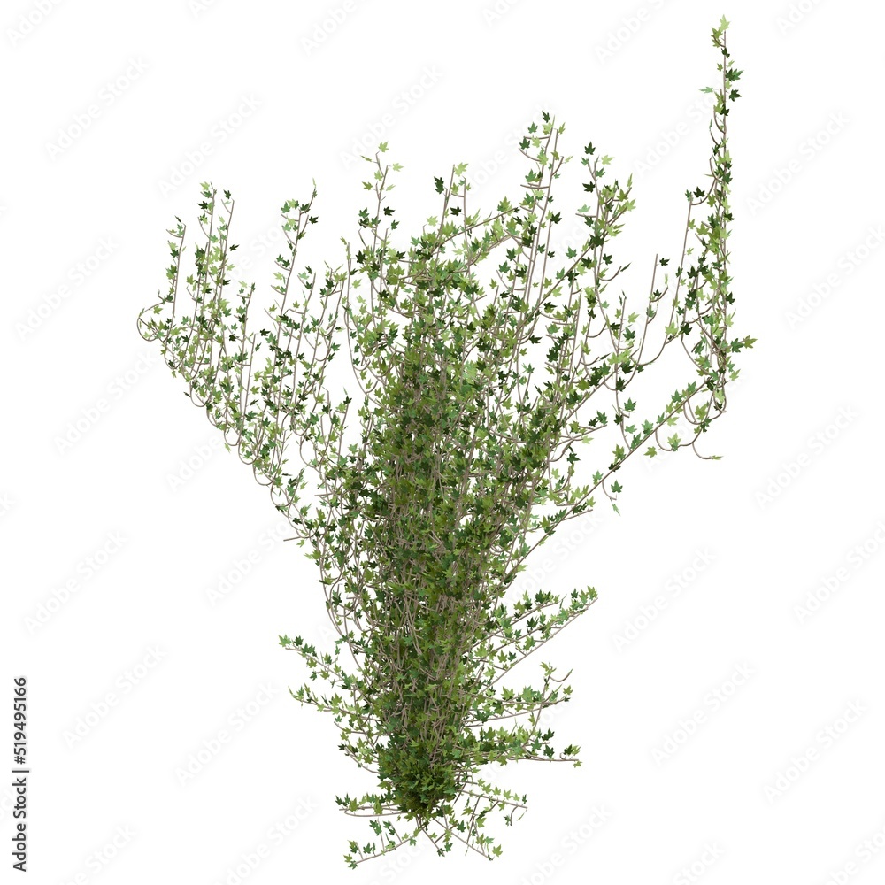 Naklejka premium Climbing plants creepers isolated on white background 3d illustration