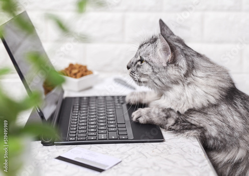 A gray cat works on a laptop, looks at the monitor. Paws on the keyboard, next to a credit card and dry cat food. The cat orders food online. Online shopping, work from home and freelance concept.  photo