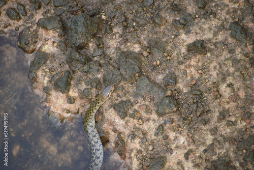A snake is coming out of water
