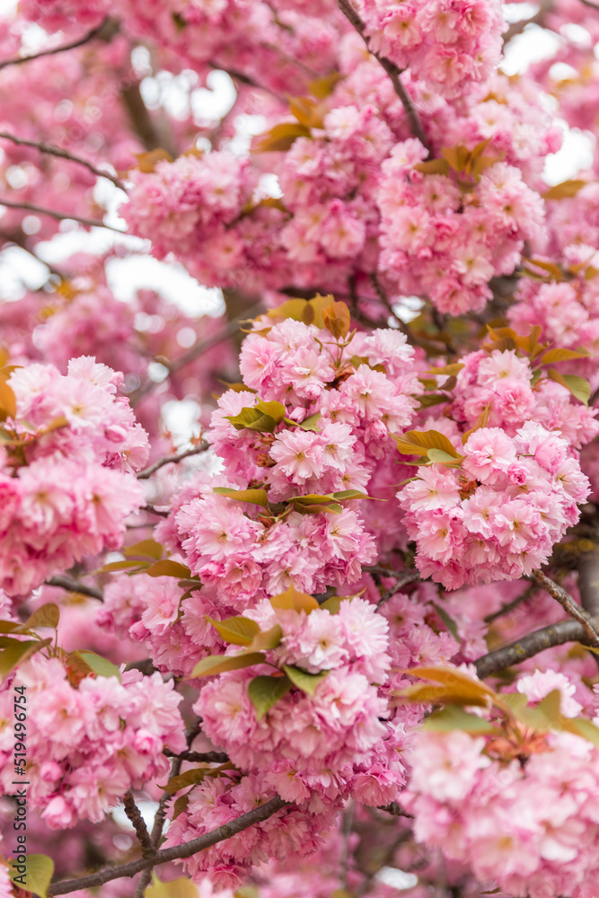 Fototapeta premium Fragment of fragrant cherry blossoms in early spring.