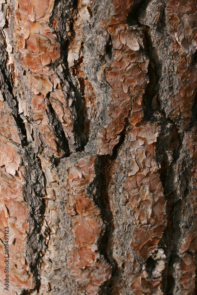 Tree bark Tree bark