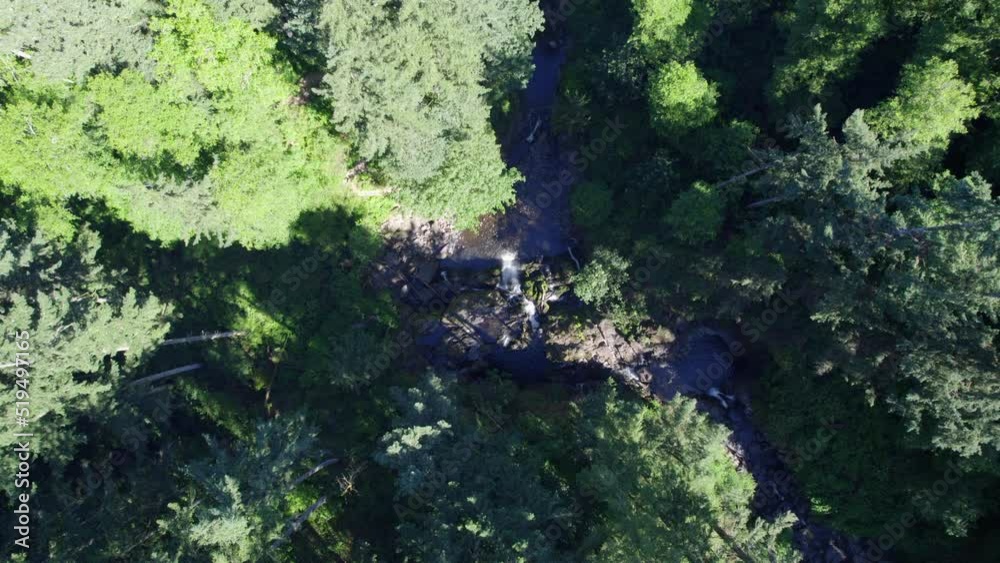 Descending straight down over Lower Little Mashel Falls in a forest of evergreen trees and lush vegetation in Eatonville, Washington.