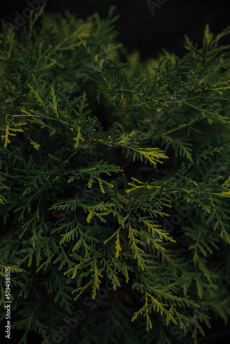 Abstract summer soft focus background  green leaves close-up  macro photography