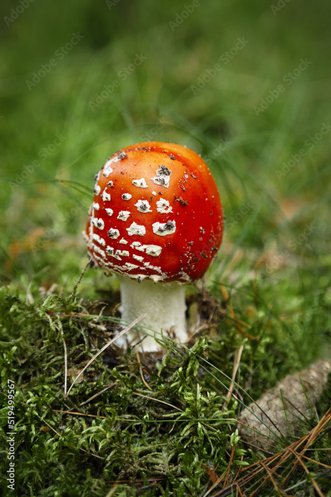 Mushroom Amanita muscaria, fly amanita. Bright, toxic and inedible mushroom fly agaric with blurred green grass background. Close up poisonous natural plant in natural environment Mushroom Amanita muscaria, fly amanita. Bright, toxic and inedible mushroom fly agaric with blurred green grass background. Close up poisonous natural plant in natural environment