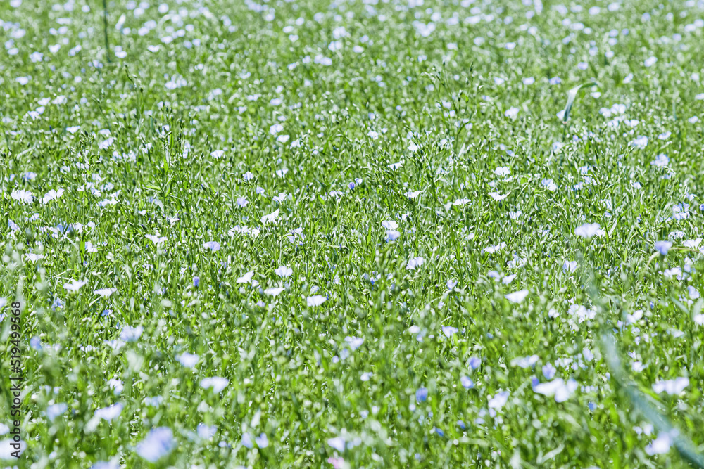 Field of flax in blossom, green grass with blue flowers, blooming agricultural plant. Linen grasses growing farmland, cultivated land. Nature summer green meadow background, growth flax.