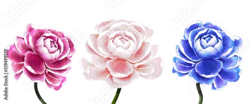 Three beautiful watercolor painted fresh peonies purple pink blue isolated on white background 