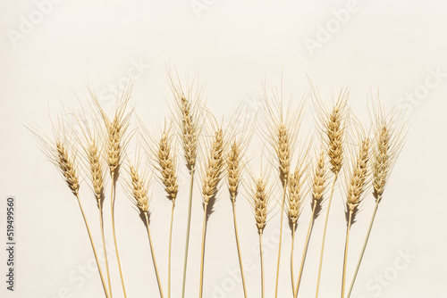 Top view ears of cereal crops with awns, durum wheat grain crop at sunlight on beige background with copy space. Flat lay with ears of wheat on table, minimal still life, harvest concept