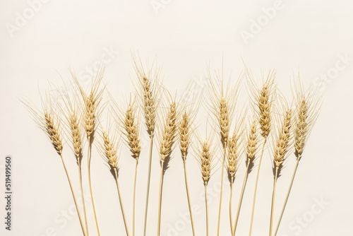 Top view ears of cereal crops with awns, durum wheat grain crop at sunlight on beige background with copy space. Flat lay with ears of wheat on table, minimal still life, harvest concept